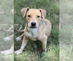 American Pit Bull Terrier-Unknown Mix Dogs for adoption in FRAMINGHAM, MA, USA