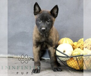 Belgian Malinois Puppy for sale in RONKS, PA, USA