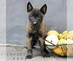 Raina - Female Belgian Malinois Puppy for Sale - Small photo