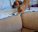 Small #1 Miniature Pinscher