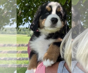 Bernese Mountain Dog Puppy for sale in SPENCER, IN, USA