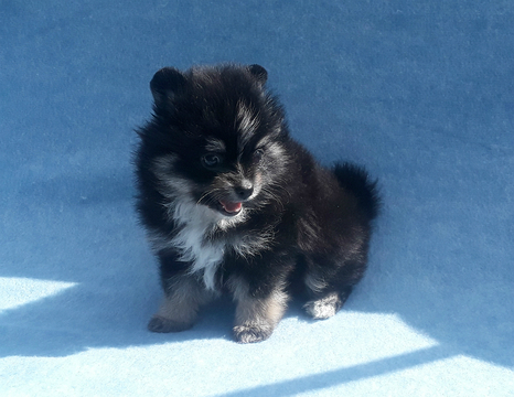 Medium Photo #12 Pomeranian Puppy For Sale in N PALM BEACH, FL, USA