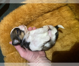 Shih Tzu Puppy for sale in VENETA, OR, USA