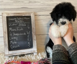 Sheepadoodle Puppy for sale in FORT MILL, SC, USA