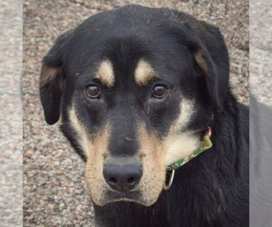 Rottweiler-Unknown Mix Dogs for adoption in Huntley, IL, USA