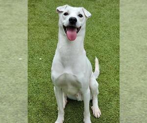 Siberian Husky-Unknown Mix Dogs for adoption in Newton, NC, USA