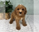 Small #4 Cavapoo