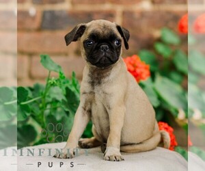 Pug Puppy for sale in ORRSTOWN, PA, USA