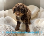 Small #2 Bernedoodle (Miniature)