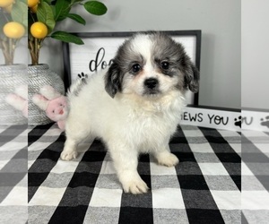 ShihPoo Puppy for sale in FRANKLIN, IN, USA