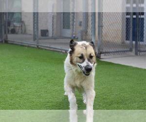 Great Pyrenees-Unknown Mix Dogs for adoption in Grand Prairie, TX, USA