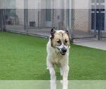 BEATRIZ - Female Great Pyrenees-Unknown Mix Dog for Adoption - Small photo