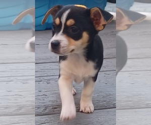 Taco Terrier Puppy for sale in MC KEES ROCKS, PA, USA