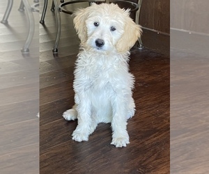 Goldendoodle Puppy for sale in PEYTON, CO, USA