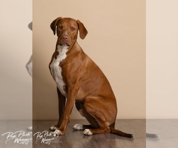 Medium Photo #5 Mutt Puppy For Sale in Claremore, OK, USA