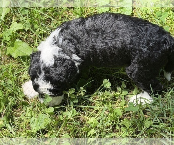 Medium Photo #89 Aussiedoodle Puppy For Sale in ASHEVILLE, NC, USA