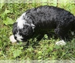 Small Photo #89 Aussiedoodle Puppy For Sale in ASHEVILLE, NC, USA