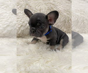 French Bulldog Puppy for sale in AUBURN, WA, USA