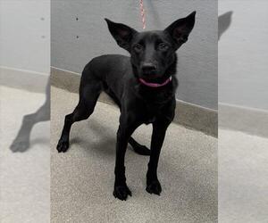 Labrador Retriever-Unknown Mix Dogs for adoption in Las Vegas, NV, USA
