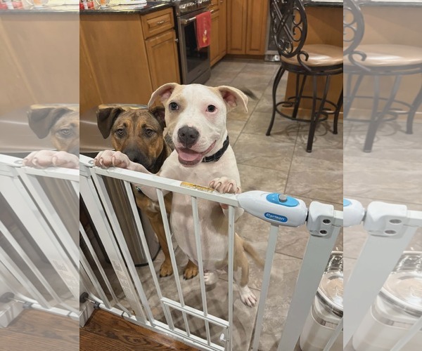 Medium Photo #3 Mutt Puppy For Sale in Woodbury, NY, USA