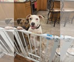 Small #2 Mutt