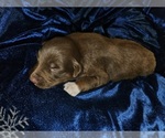 Puppy Prancer Australian Shepherd