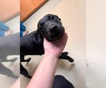 Small #5 Labrador Retriever Mix