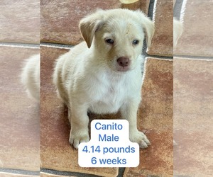 Chihuahua-Labrador Retriever Mix Dogs for adoption in Virginia Beach, VA, USA