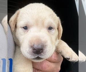 Labrador Retriever Puppy for sale in OSYKA, MS, USA