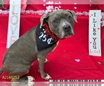 Small Photo #2 American Pit Bull Terrier Puppy For Sale in West Palm Beach, FL, USA