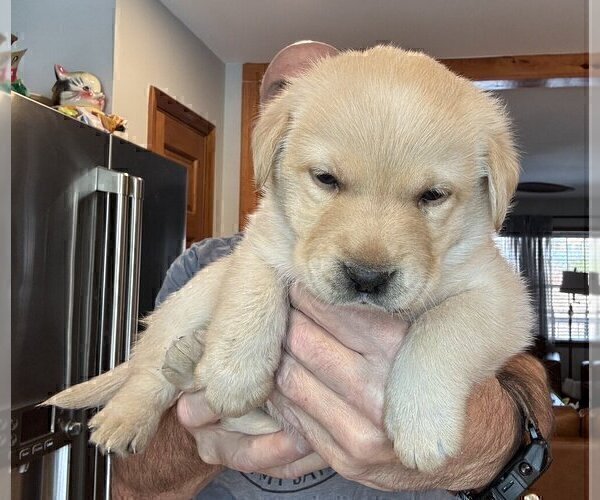 Medium Photo #142 Labrador Retriever Puppy For Sale in HIGH POINT, NC, USA