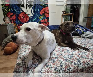 Alfalfa (Courtesy) - Female Mutt Dog for Adoption - Photo #4