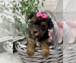 Medium Shorkie Tzu
