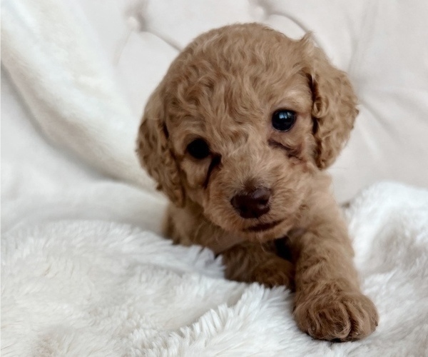 Medium Photo #2 Cock-A-Poo Puppy For Sale in CONCORD, NC, USA