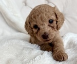 Small Photo #2 Cock-A-Poo Puppy For Sale in CONCORD, NC, USA