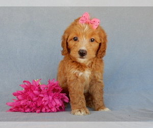 Goldendoodle (Miniature) Puppy for Sale in MILLERSBURG, Ohio USA