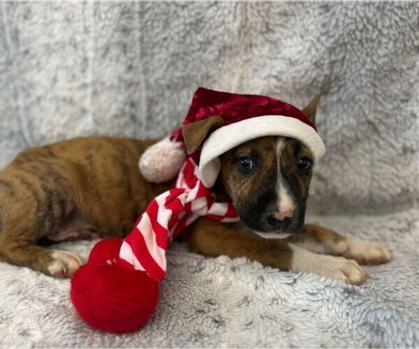 Medium Photo #1 Boxador Puppy For Sale in Lakewood, CO, USA