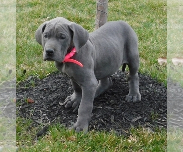 Medium Photo #1 Great Dane Puppy For Sale in RICHMOND, IL, USA