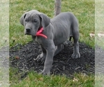 Small Photo #1 Great Dane Puppy For Sale in RICHMOND, IL, USA