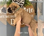 Small Photo #7 Mastiff Puppy For Sale in LOGANVILLE, GA, USA
