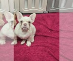 Small Photo #1 French Bulldog Puppy For Sale in NORTH PORT, FL, USA