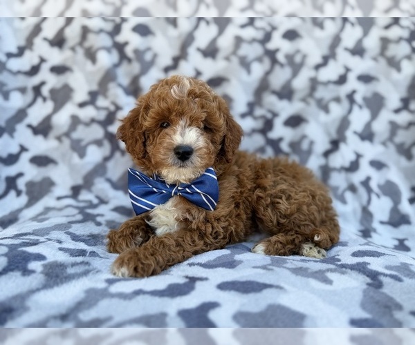 Medium Photo #6 Cavapoo (Miniature) Puppy For Sale in LAKELAND, FL, USA