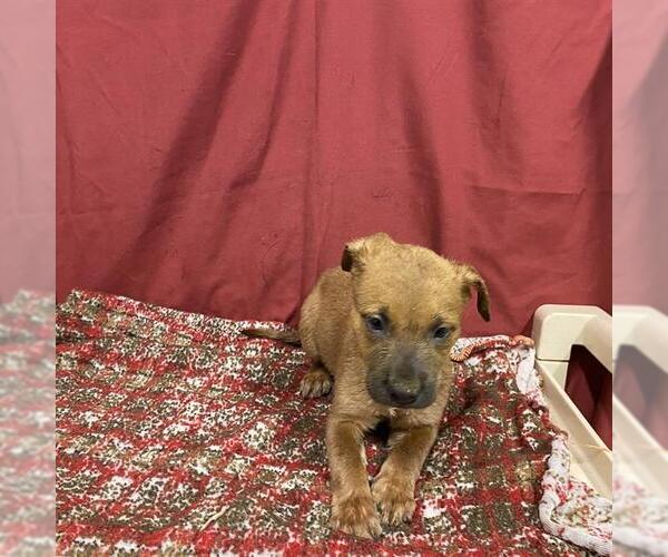 Medium Photo #1 Staffordshire Bull Terrier Puppy For Sale in Modesto, CA, USA