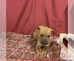 Small Staffordshire Bull Terrier