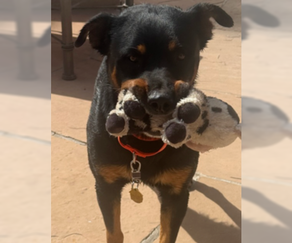 Medium Photo #19 Rottweiler Puppy For Sale in Gilbert, AZ, USA