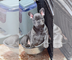 French Bulldog Puppy for sale in CORAL SPRINGS, FL, USA