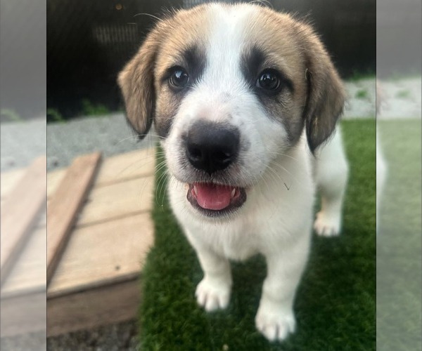 Medium Photo #1 Great Pyrenees-Unknown Mix Puppy For Sale in Croydon, NH, USA