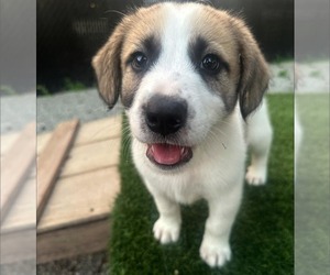 Great Pyrenees-Unknown Mix Dogs for adoption in Croydon, NH, USA