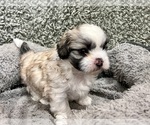 Puppy Peanut Zuchon