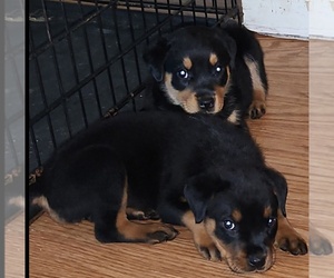 Rottweiler Puppy for Sale in CHARLESTON, South Carolina USA